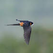 Hirondelle à ventre roux