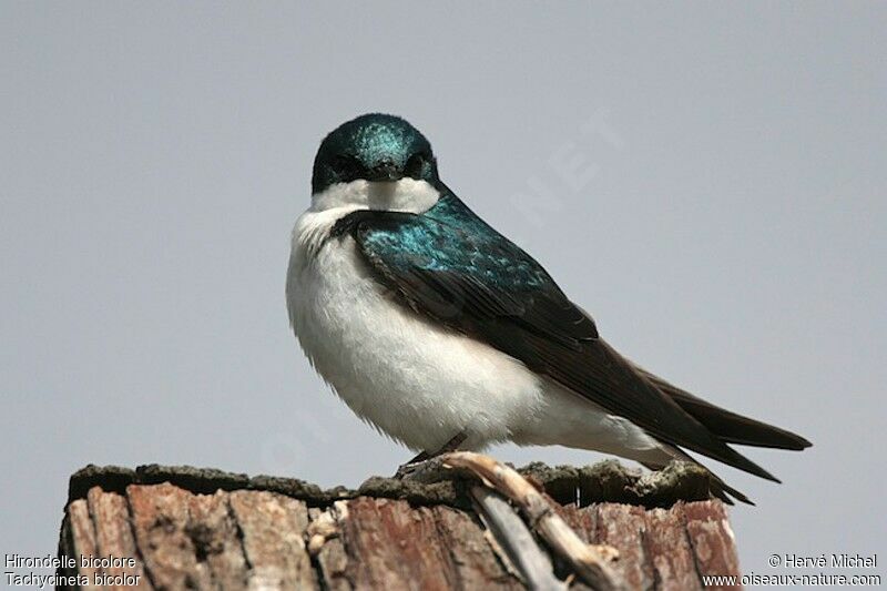 Hirondelle bicoloreadulte nuptial