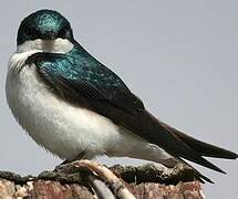 Tree Swallow