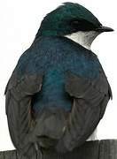 Tree Swallow