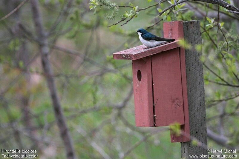 Hirondelle bicoloreadulte nuptial