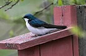 Tree Swallow