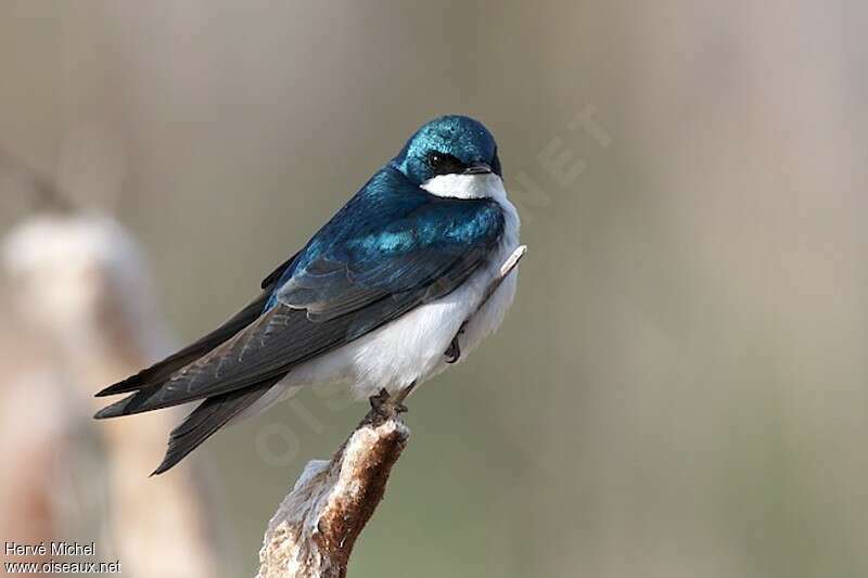 Tree Swallowadult breeding, identification