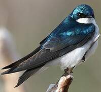 Tree Swallow