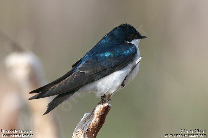 Hirondelle bicoloreadulte nuptial