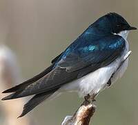 Tree Swallow