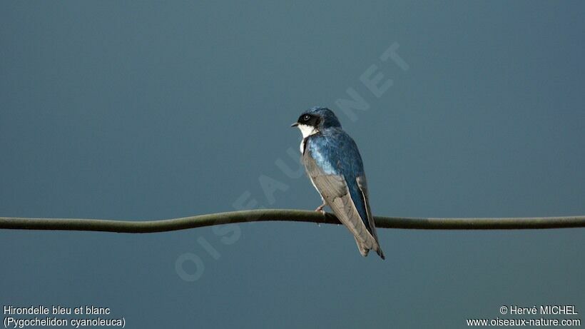 Blue-and-white Swallow