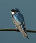 Blue-and-white Swallow