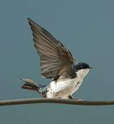 Blue-and-white Swallow