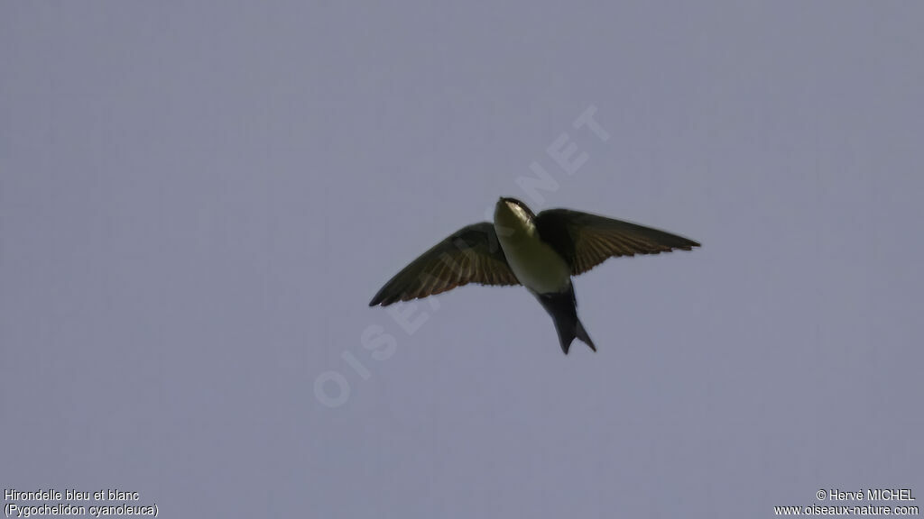 Blue-and-white Swallow