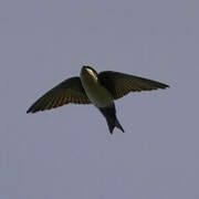 Blue-and-white Swallow