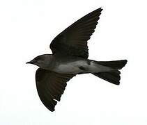 Grey-breasted Martin