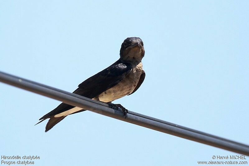 Grey-breasted Martinjuvenile, identification