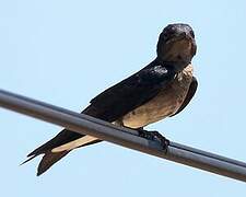 Grey-breasted Martin