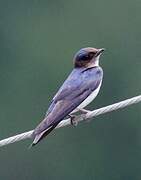 Grey-breasted Martin