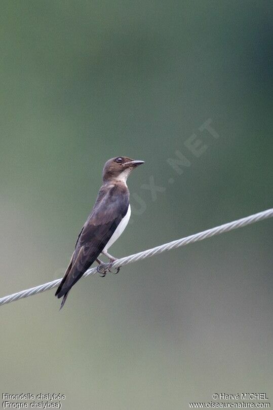 Grey-breasted Martinjuvenile