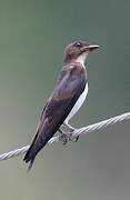 Grey-breasted Martin