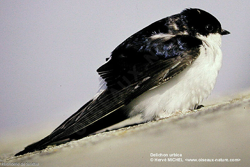 Common House Martin