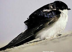 Common House Martin