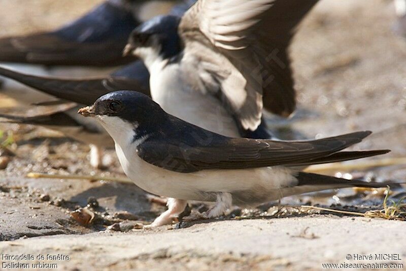 Western House Martinadult breeding, Behaviour