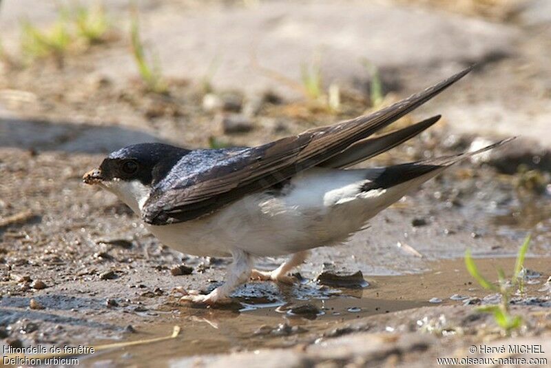 Western House Martinadult breeding, identification, Behaviour