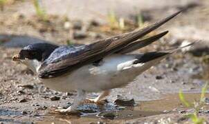 Western House Martin