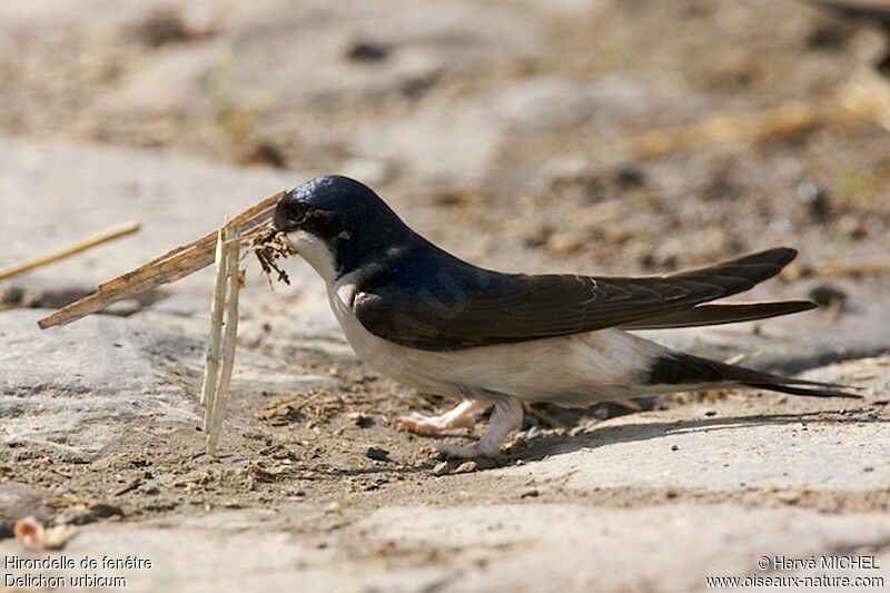 Western House Martinadult breeding, Behaviour