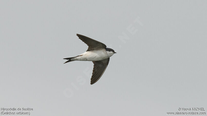 Common House Martinadult, Flight