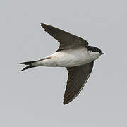 Western House Martin