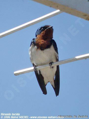 Red-chested Swallow