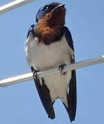 Red-chested Swallow