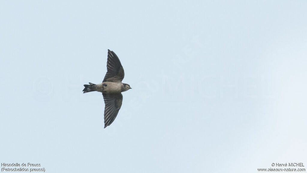 Preuss's Cliff Swallow