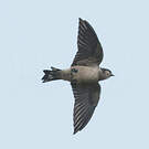 Hirondelle de Preuss