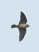 Preuss's Cliff Swallow