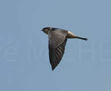 Preuss's Cliff Swallow