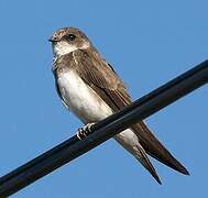 Sand Martin