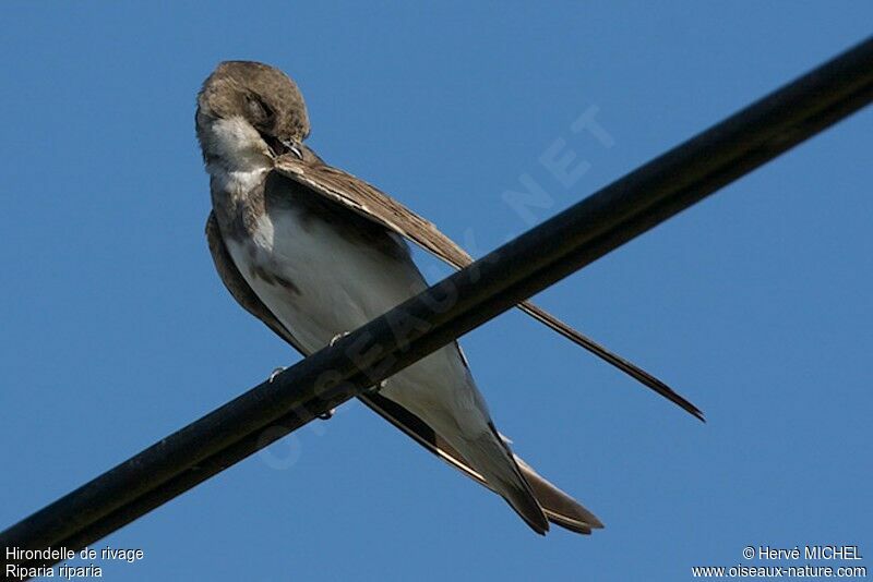 Sand Martin, Behaviour