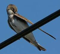 Sand Martin