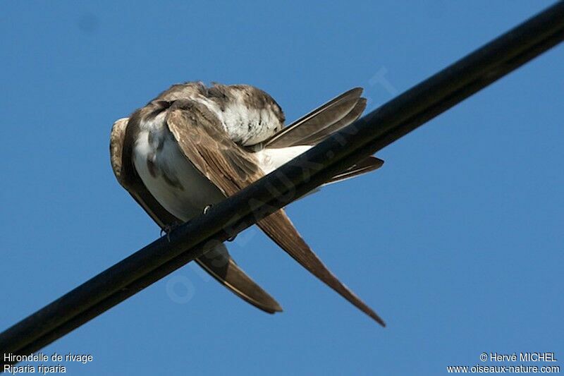 Sand Martin, Behaviour