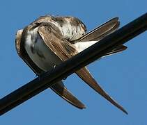 Sand Martin