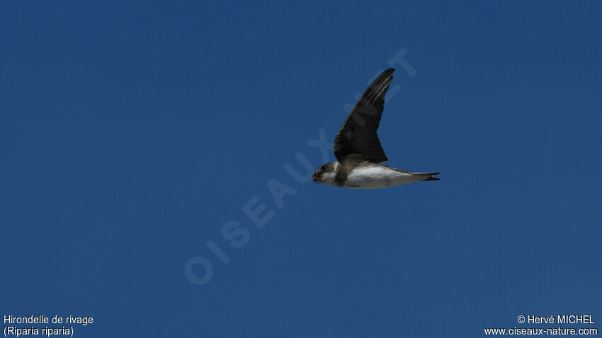 Sand Martin