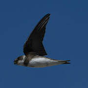 Sand Martin