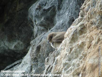 Eurasian Crag Martinadult