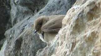 Eurasian Crag Martin