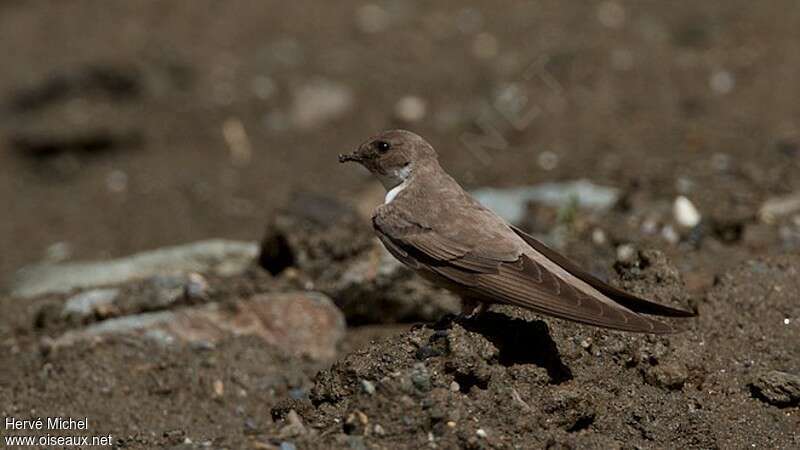 Eurasian Crag Martinadult, Reproduction-nesting