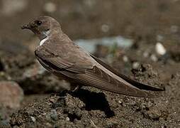 Eurasian Crag Martin