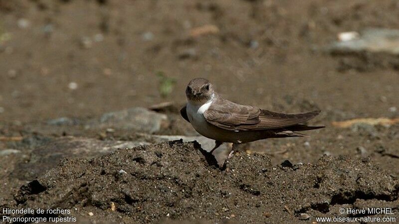 Eurasian Crag Martinadult