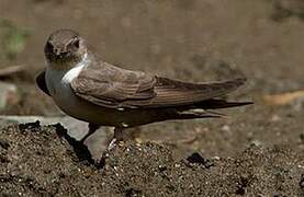 Eurasian Crag Martin