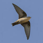 Eurasian Crag Martin