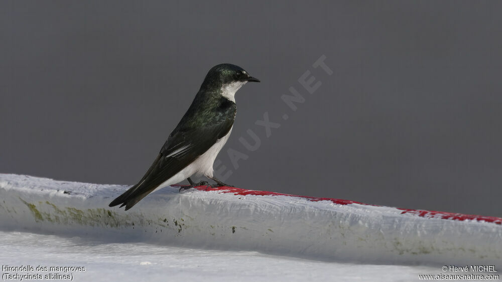 Mangrove Swallow